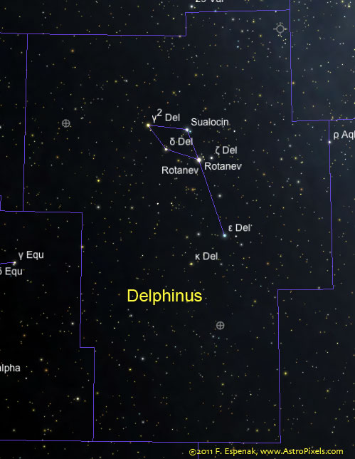 Delphinus