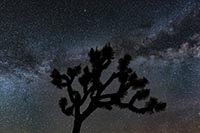 MilkyWayJoTree2019-1001-01m